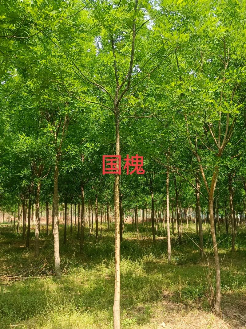 国槐价格行情解析：探寻园林绿化的新趋势