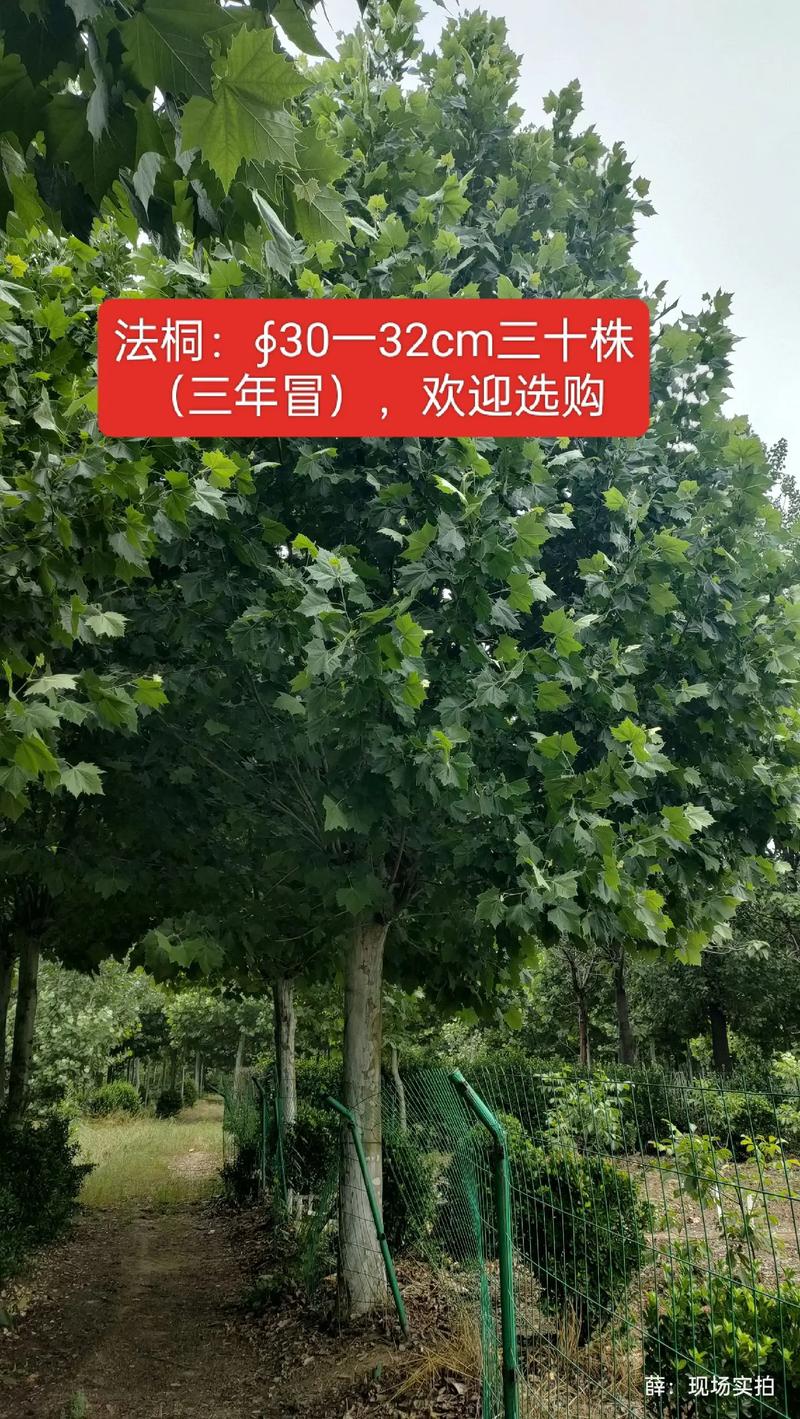 苗木种植基地选购指南：打造绿色风景线