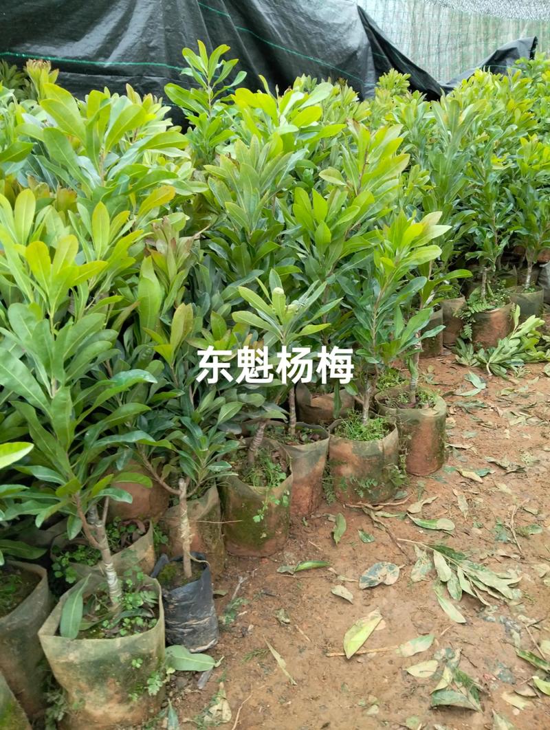 探寻惠民县的苗木选购秘籍
