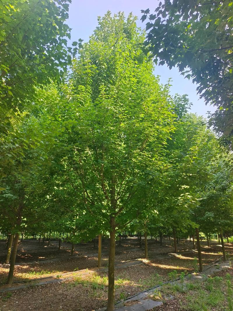 绿化苗木批发行业的最新趋势