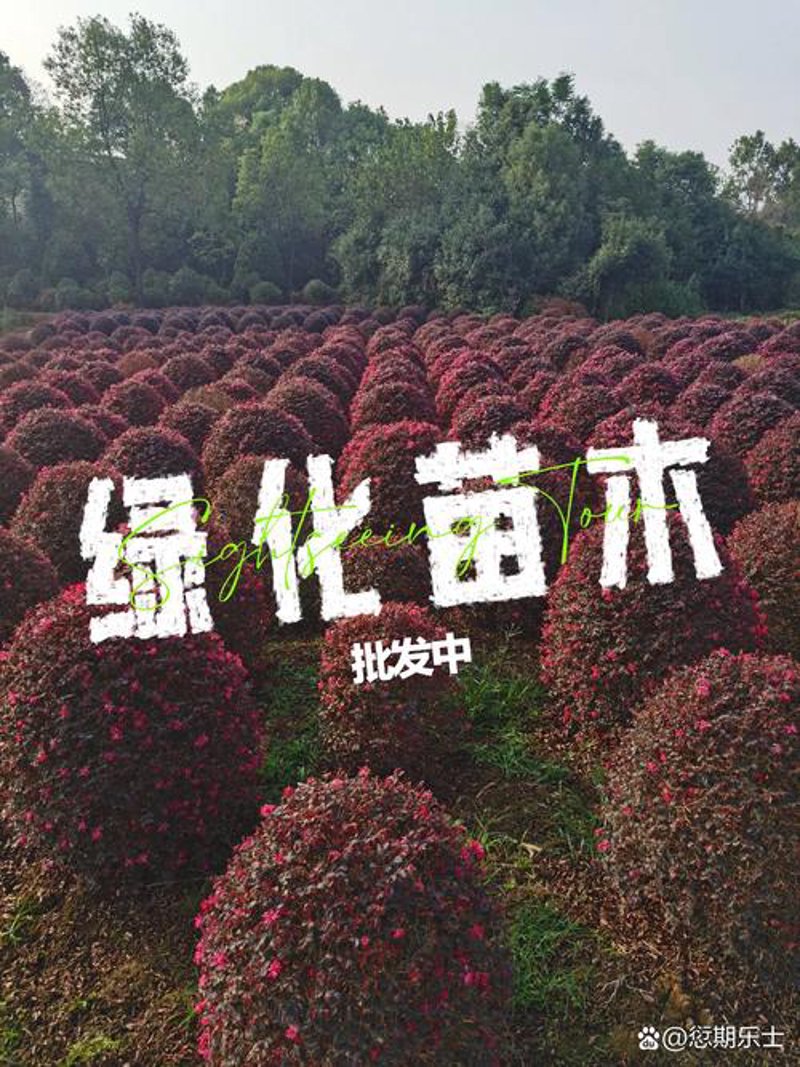 惠民县苗木：绿色生活的新风尚