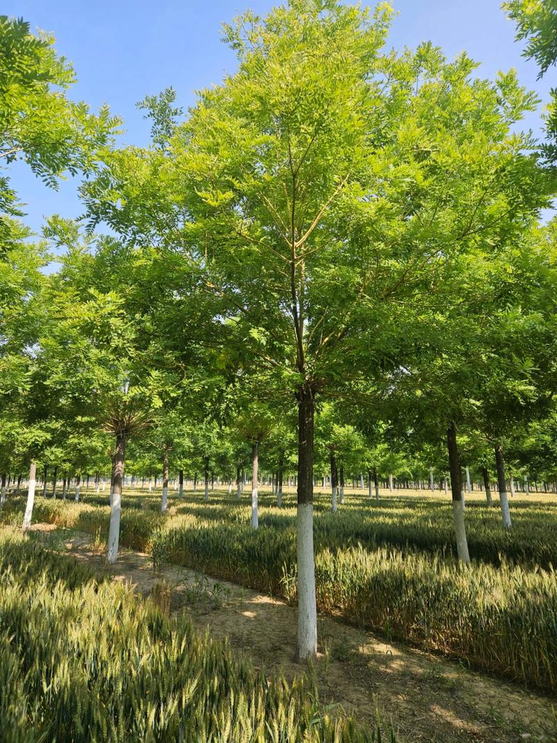 苗木种植基地：绿色经济的新星